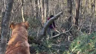 A Day in the Life of a Shepherd | Simple Life in Nature