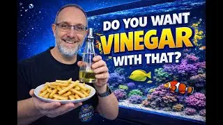 I&rsquo;m Dosing My Reef Tank With VINEGAR&hellip; Here&rsquo;s Why....