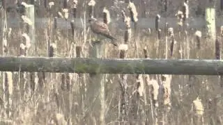 Kestrel having lunch at RSPB Middleton Lakes
