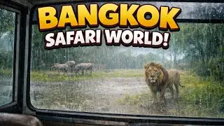 We Spotted Lions in the Rain | Bangkok Safari World Safari Tour.