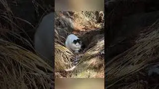 What a smart baby #cat #catvideos #music #cute #funny #youtubeshorts