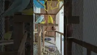#birds #budgies #riocystown #shorts #trending