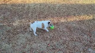 Pickles the bulldog at Indian Bend Park