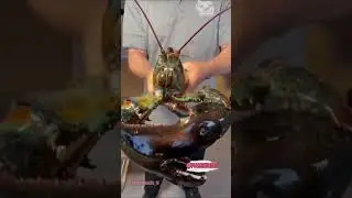 Biggest Lobster In The World || #shorts