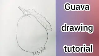 Guava drawing tutorial for beginners | How to draw a guava Step by step