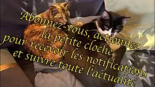 Les Tarots d'Enna&euml; - Transformation de l'environnement Tarot 2.0