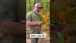 Sassafras Tree: Root Beer, Fevers, and FDA Controversy #shorts