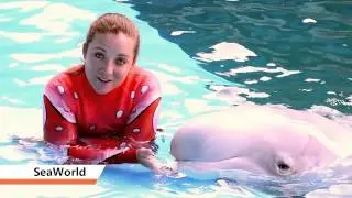 SA Goes Orange - SeaWorld San Antonio