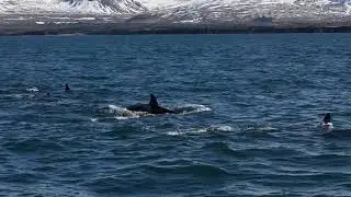 Pod of Killer whales at surface, Grundarfjordur, Iceland, March.