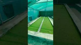 Azolla farming #azola #azolafarming #azolla #azollacultivation #agriculture #short