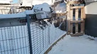 Сёмушка гуляет на выгуле, обратно в вольер зашёл без проблем 👋🫶🥰
