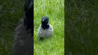 Пуховая красавица #ворона #crows
