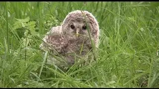 夕暮れどき　エゾフクロウが木から落ちた