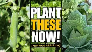10 Crops Every Gardener Should Plant Now for a Longer Harvest Season