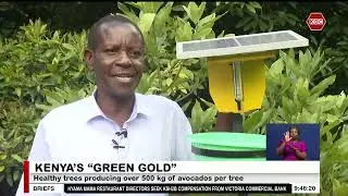 Avocado exports are gaining more traction in Kenya
