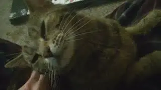 at least my cat slowly blinks at me and that's enough, cruel and stupid world