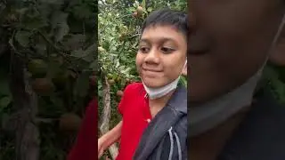 Apple Farm in Batu, Malang, Indonesia