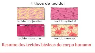 Resumo dos tecidos básicos do corpo humano