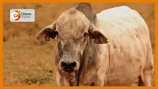 SMART FARM | Rearing boran cattle