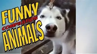 Funny animals / try not to laugh #3 Funny Compilation 2019