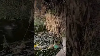 Pond tips, tricks and advice # 2 #ponds #koi