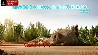Mejora la seguridad laboral con la prevención de riesgos en equipo