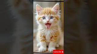 Meow Meow Billi Mausi - Hindi Rhymes for children 🐱 #catvideos  #MeowMeowSong #BilliKartiMeowMeow