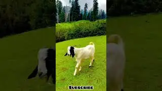 Green top kalam swat