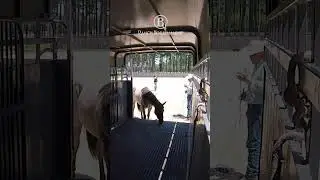 How To Get a Horse To Load Itself On The Trailer  8