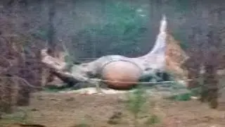 Ils ont filmé un OVNI qui atterrit au Zimbabwe… puis quelque chose d’étrange s’est produit