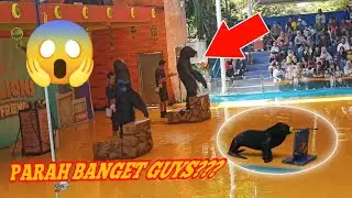 Ocean Dream || Gelanggang samudra || Ancol || Singa laut || Sea Lions || aksi singa laut
