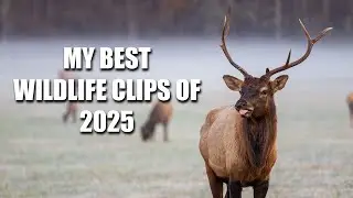 My Best Wildlife Clips of 2025