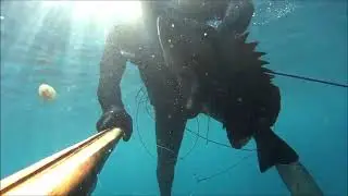 Hitman spearfishing - Dentex + Grouper Vs Sigma 95*