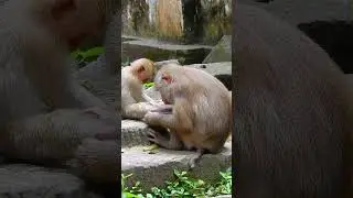 Really pity adorable baby Lucie and Rainbow little babies😓😍😘❤️part#27 #please_subscribe