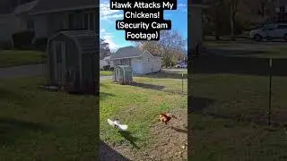 Hawk Attacks My Chickens! (Security Cam Footage) #viral #youtubeshorts #shortvideo #fyp #shorts