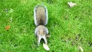 Interacci&oacute;n con ardillas s&uacute;per lindas y vida silvestre