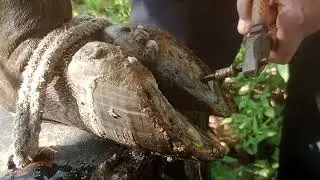 The secret behind the soil covering the cow's feet, metal objects, and rusty nails 