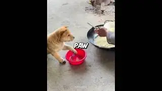 Умный щенок приносит свою собственную миску для лапши 🐶🍜 #шорты