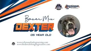 5yo Boxer mix (Dexter) Best dog trainers in Virginia 
