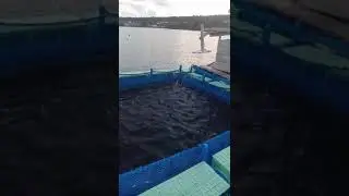 Budidaya ikan bubara dalam keramba jaring apung