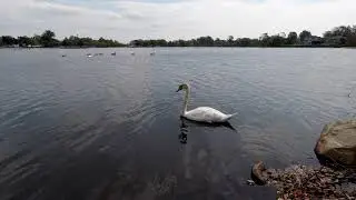 The birds and swans of Argyle Lake, Babylon, NY