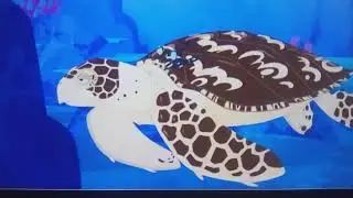 Shield The Hawksbill Sea Turtle With Sean Chiplock Voice 