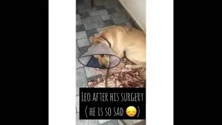 Leo is sad after his surgery 😞