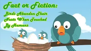 Will Birds Abandon A Nest If Humans Touch It?