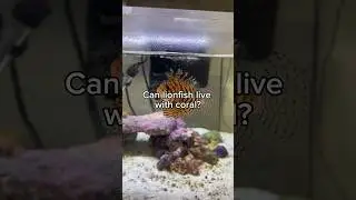 Can lionfish have coral in their tanks?