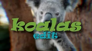 we made an edit of koalas (with aqua2D)