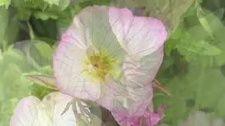 月見草の花言葉は「無言の愛情」「移り気」　　　　　　　　癒しの花と音楽