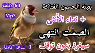 بتبتة الحسون الفتاكة + ستستات جماعية + نداء الأنثى  الصمت انتهى؛ حسونك سيغرد 
