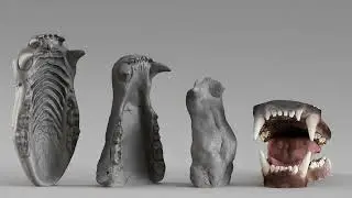 001687 Bear Jaw Anatomy Sculptural Reference Study