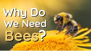 Why Do We Need to Save the Bees?